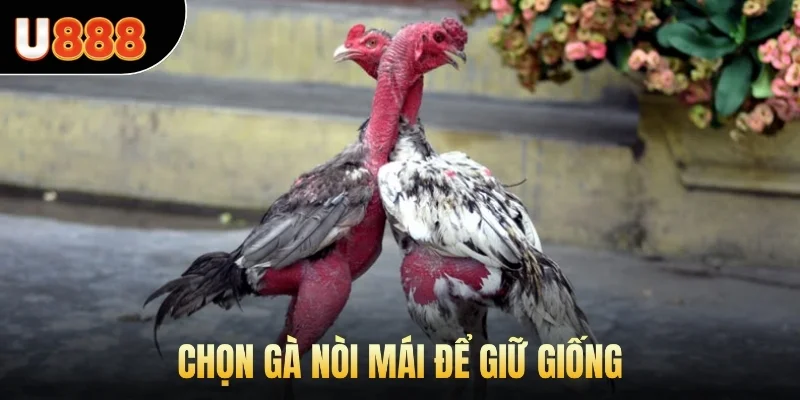 Chọn gà nòi mái để giữ giống