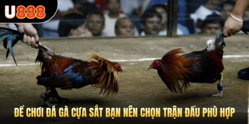 Để chơi Đá Gà cựa sắt bạn nên chọn trận đấu phù hợp