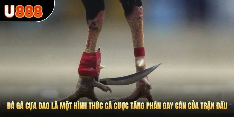 Đá gà cựa dao là một hình thức cá cược tăng phần gay cấn của trận đấu