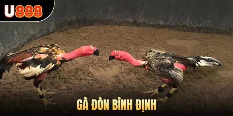 Gà đòn Bình Định