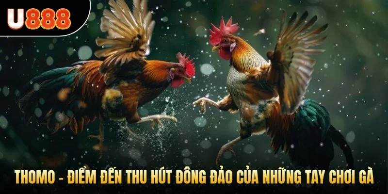 Kê trường Thomo, điểm đến thu hút đông đảo của những tay chơi gà