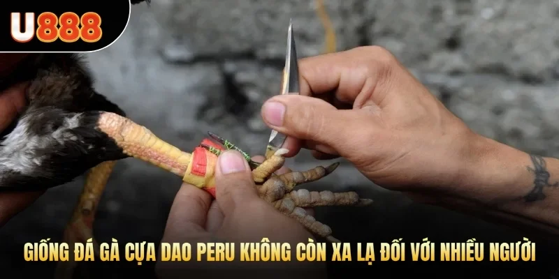 Giống đá gà cựa dao Peru không còn xa lạ đối với nhiều người