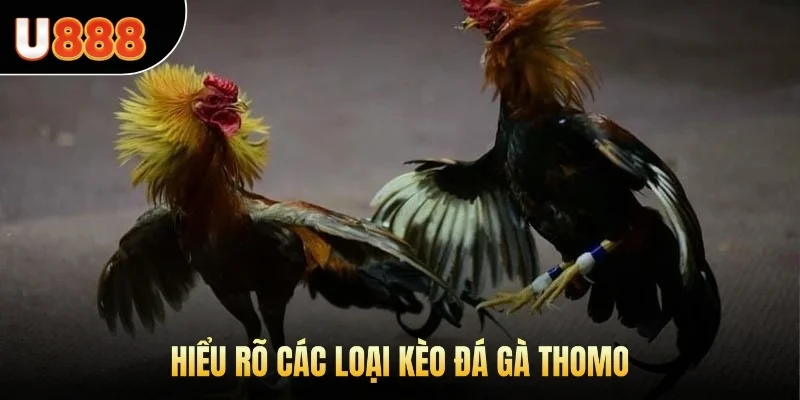 Hiểu rõ các loại kèo đá gà Thomo để đưa ra quyết định chuẩn xác