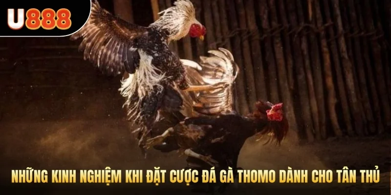 Những kinh nghiệm khi đặt cược đá gà Thomo dành cho tân thủ