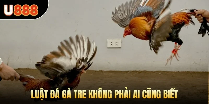 Luật Đá Gà tre không phải ai cũng biết