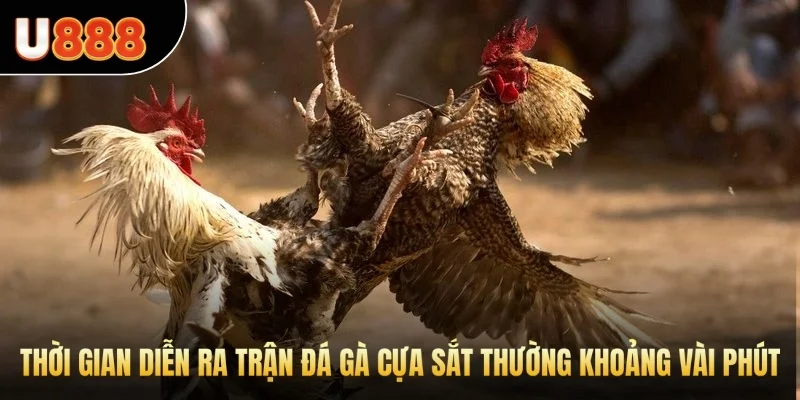 Thời gian diễn ra trận Đá Gà cựa sắt thường khoảng vài phút