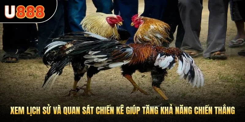 Xem lịch sử và quan sát chiến kê giúp tăng khả năng chiến thắng