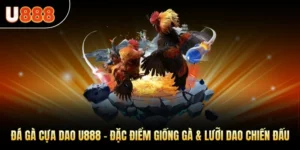 Đá Gà Cựa Dao U888 – Đặc Điểm Giống Gà & Lưỡi Dao Chiến