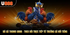 Đá Gà Thomo U888 – Theo Dõi Live Từ Trường Gà Danh Giá