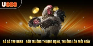 Đá Gà Tre U888 – Đấu Trường Thượng Hạng, Thưởng Lớn Mỗi Ngày